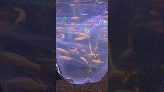 How to acclimate new aquarium fish [upl. by Ahen]