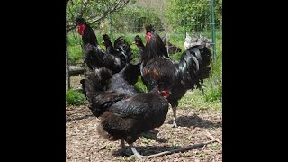 FIVE Black Sanjak Longcrower Roosters Available at Shady Grove Farm West Virginia All quotSingquot [upl. by Autumn]