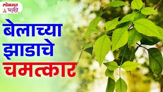 Belachya zadach upyog labh belachezadupay belpatraupay lokmatbhakti  KA3 [upl. by Tenej432]