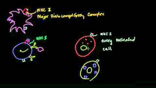 Cytotoxic T Cell in Bangla [upl. by Sirk]