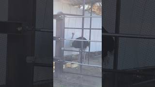 エサを食べるダチョウ 周南市徳山動物園 OSTRICH EATING FOOD [upl. by Cyril]