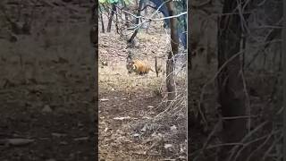 Leopard vs Tiger bigcats wildcats leopard largecats bigcatswildlife trending animals youtube [upl. by Athal]