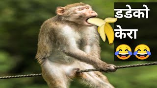 😂 twake production funny comedy video in nepali chhada tiktok dadeko kera lado kera muji 😱 [upl. by Annerb56]