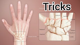 Tricks for carpal bones Hand bones  metacarpal  phalanges in hindi  Anatomy  NEET TRICKS [upl. by Aldwin420]