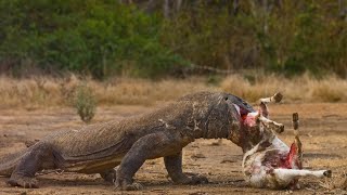 Komodo Dragon The Real Life Dragon [upl. by Hillhouse658]