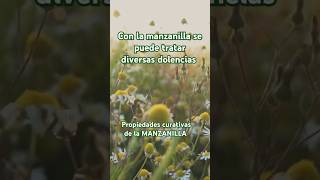 Propiedades de la MANZANILLA plantasmedicinales plantas manzanilla short [upl. by Nnazus954]