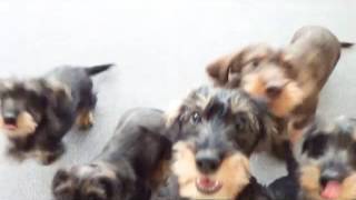 Raubtierfütterung  Feeding 3 months old dachshunds [upl. by Iznekcam70]