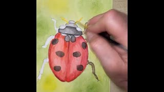 Ladybug [upl. by Kitty685]