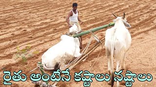 how we work with oxenploughing field with oxen bullfarming with oxenox videocattle videobulls🐂🐂 [upl. by Feil]