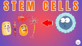 Stem Cells Explained in Simple Words [upl. by Dnalyram]