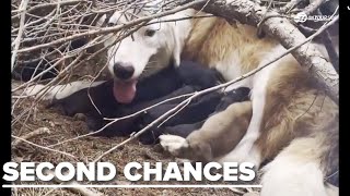 JAKS Second Chance Rescue Ranch A Haven for Animals in Need [upl. by Isaac459]