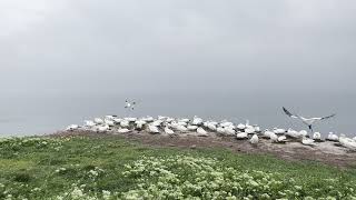 Gannet colony at their nesting site [upl. by Goode]