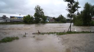 Hochwasser 2013 in Wieselburg [upl. by Draneb111]