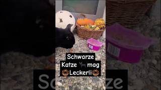 Schwarze Katze bekommt Leckerli❤️ [upl. by Box]