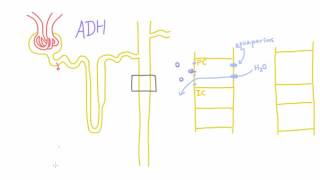 How does Antidiuretic Hormone ADH work [upl. by Norehs]