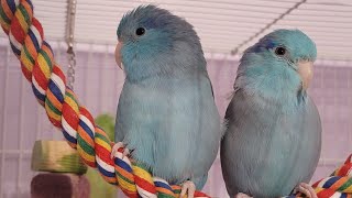 Parrotlet singingtalking [upl. by Harp]