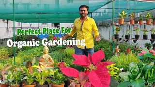 organic plants amp native seeds tamil  best nursery garden in chennai  organic fertilizer [upl. by Bushey983]