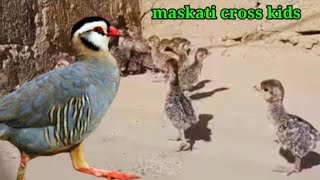 Arabian partridge and kids life maskati chakor farming [upl. by Deys587]