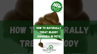 Natural Remedies for Bloody Diarrhea in Pets [upl. by Leuname]