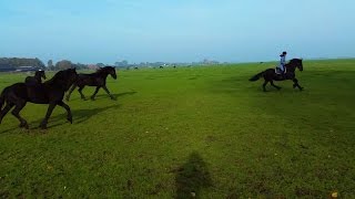 Friesian Horses [upl. by Alten243]