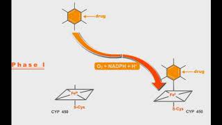 Pharmacokinetics animation Phases Of Drug Metabolism [upl. by Anilecram]