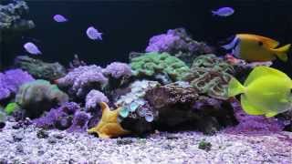 Coral Reef Screensaver Video  the Coral Reef Tank [upl. by Gnuj5]