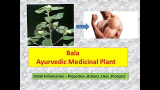 Bala l Sida Cordifolia l Medicinal benefits of Bala l Herb of Strength l Bala churna uses l Atibala [upl. by Adnema]