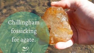 Chillingham region Northern NSW Aussie creek fossicking for agate chalcedony jasper Summer 2024 [upl. by Nolyaw]