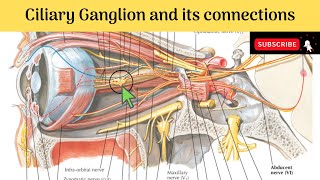 Ciliary ganglion  Situation  Relations  Connections  Branches amp Distribution [upl. by Faro141]