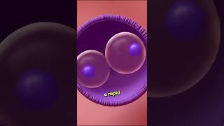 quotFertilization and Early Embryo Development From Egg to Blastocystquot facts shorts youtbeshorts [upl. by Uamak296]