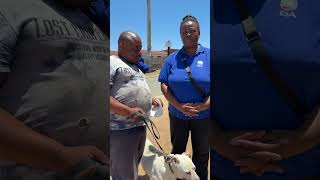 DA has Tembisa pets vaccinated [upl. by Elnukeda161]