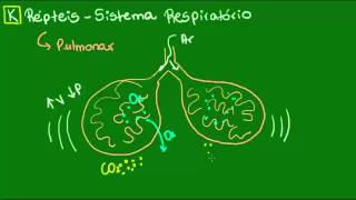 Sistema respiratório dos Répteis  Vertebrados  Biologia [upl. by Sancho]