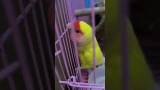 Mera kachha pakka aam birds lovebirds lovesigns ilovebirds [upl. by Ganiats851]