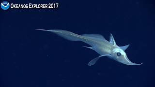 Okeanos Explorer Video Bite Longnose Chimaera Steals the Spotlight [upl. by Tomaso210]