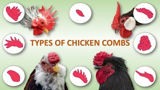 Types of Chicken Combs 🐔  Rooster  Poultry  Hen [upl. by Fritzie]