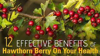 12 Effective Benefits Of Hawthorn Berry On Your Health  Healthspectra [upl. by Beuthel]