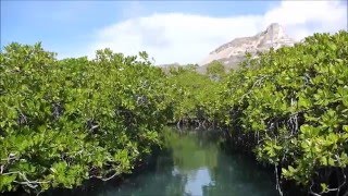 Mangrove Forest  Tafelberg  Curaçao [upl. by Adelaja]