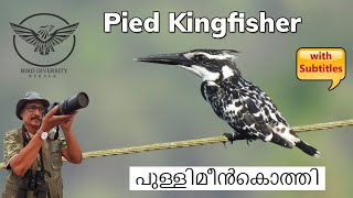 Pied Kingfisher  Pully Meenkothi  Ceryle Rudis  Travancore Pied Kingfisher  പുള്ളിമീൻകൊത്തി [upl. by Guod526]