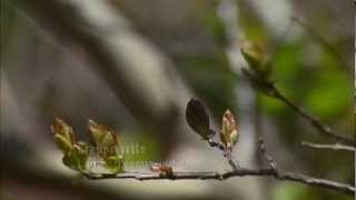 Cutting Back Crape Myrtle [upl. by Marielle]