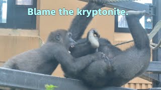 Gorilla Kintaro blames Gentaros kryptonite【Kyoto city zooGorilla Fam】 [upl. by Sixel]