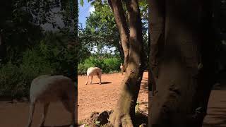 Street dogs  Meeting of dogs on the road in my village [upl. by Aryamo]