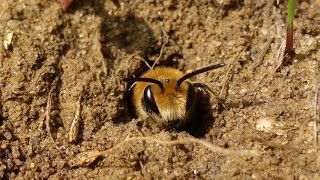 Observations at a large Ivy bee Collletes hederae nesting aggregation [upl. by Delorenzo]