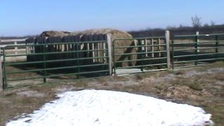 Cattle Winter Feeding Structure [upl. by Eittap]