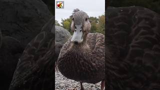 Cute Duck Sounds 🦆 shorts [upl. by Naylor551]