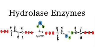 What are Hydrolase Enzymes  MCAT Biochemistry [upl. by Gatias]