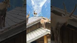 These goats loves to chill on the roof top [upl. by Luhar]