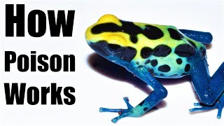 How a Poison Dart Frog Kills You [upl. by Asseral]