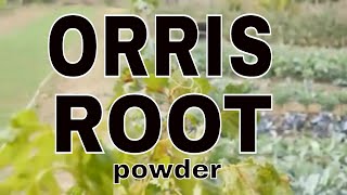 ORRIS ROOT powder [upl. by Giule]