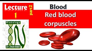 1bHistology of red blood corpuscles [upl. by Ransom572]