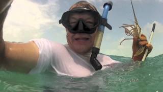 Lobstering in Belize 08 12 1 [upl. by Notsob]